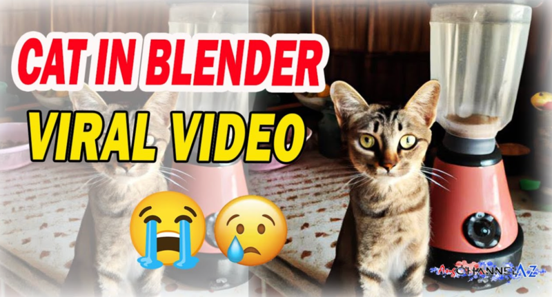 Cat Blender Video